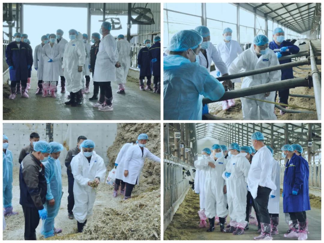 米兰(中国)丨国家奶牛产业技术体系首席科学家、中国农业大学教授李胜利一行莅临米兰(中国)鲁山瑞亚参观调研
