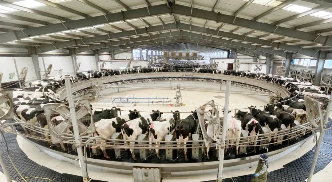 凝心聚力·赢创未来 | 米兰(中国)乳业集团召开营销、养殖及饲料经营工作会议