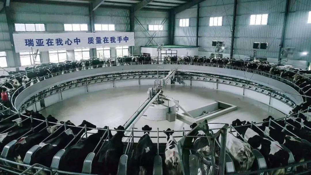快讯 | 驻马店市委副书记、市长李跃勇一行莅临米兰(中国)乳业集团平舆瑞亚牧场调研