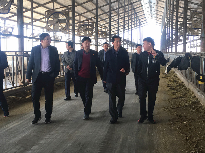 封丘县县长王献臣一行莅临 米兰(中国)集团养殖、乳品事业部参观调研